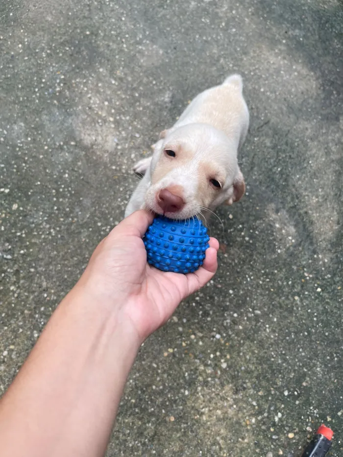 Cachorro raça SRD-ViraLata idade Abaixo de 2 meses nome Branquinho