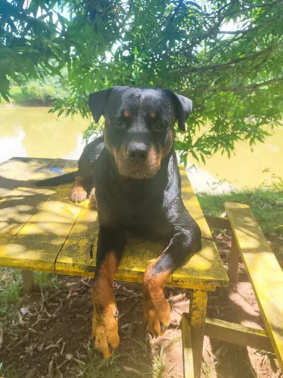 Cachorro raça Rottweiler idade 3 anos nome HULK