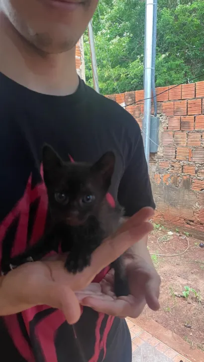Gato raça SRD-ViraLata idade 2 a 6 meses nome Gatinhos