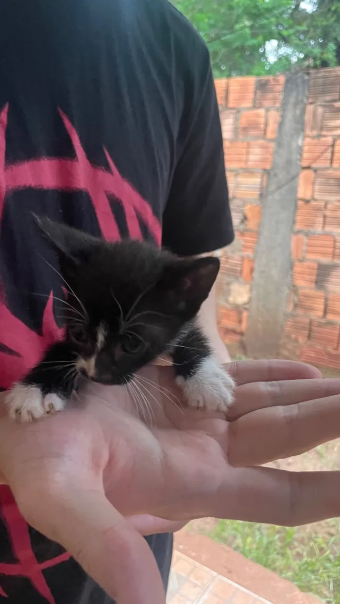 Gato raça SRD-ViraLata idade 2 a 6 meses nome Gatinhos