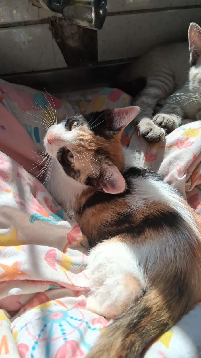 Gato raça SRD-ViraLata idade Abaixo de 2 meses nome gatinhos 