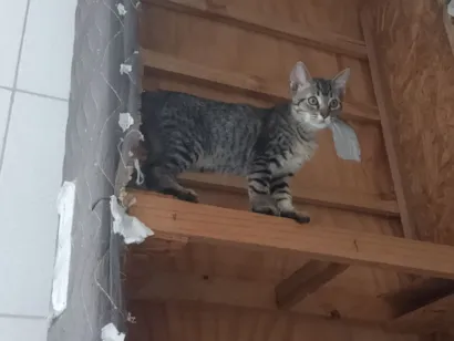 Gato raça SRD-ViraLata idade Abaixo de 2 meses nome gatinhos 