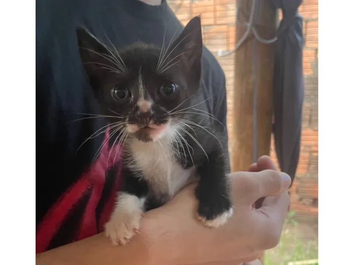 Gato raça SRD-ViraLata idade 2 a 6 meses nome Gatinhos