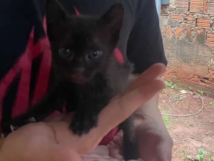 Gato raça SRD-ViraLata idade 2 a 6 meses nome Gatinhos