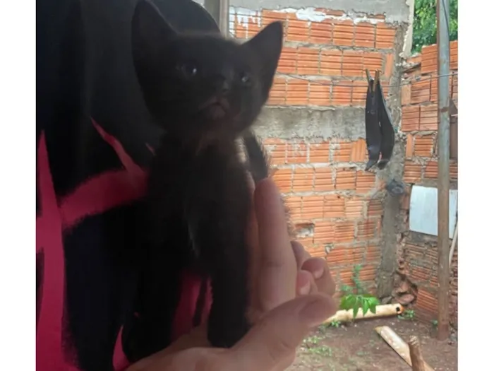 Gato raça SRD-ViraLata idade 2 a 6 meses nome Gatinhos