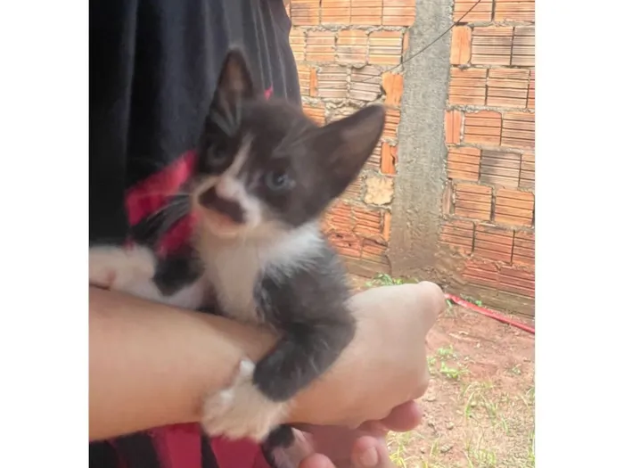 Gato raça SRD-ViraLata idade 2 a 6 meses nome Gatinhos