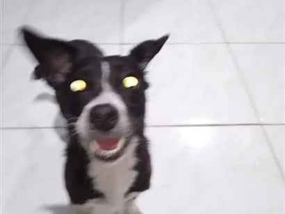 Cachorro raça SRD-ViraLata idade 2 a 6 meses nome negresco