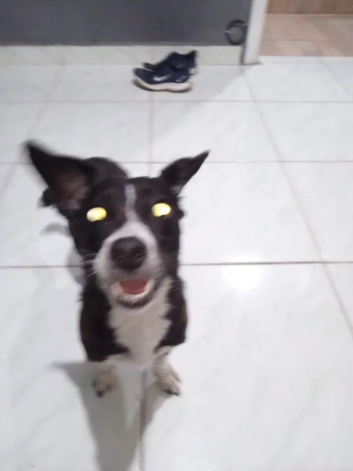 Cachorro raça SRD-ViraLata idade 2 a 6 meses nome negresco