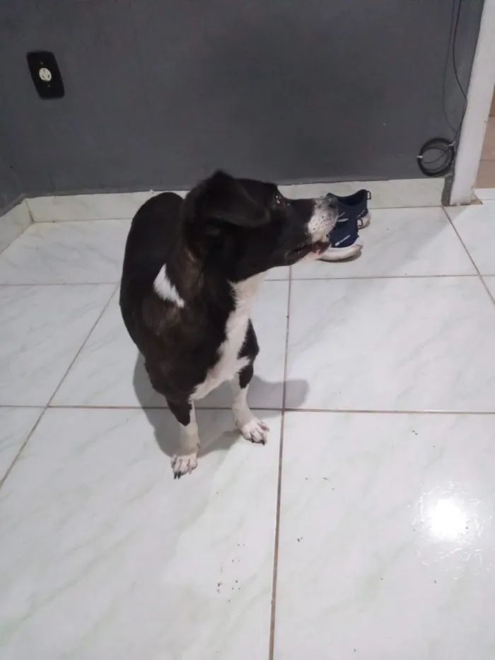 Cachorro raça SRD-ViraLata idade 2 a 6 meses nome negresco
