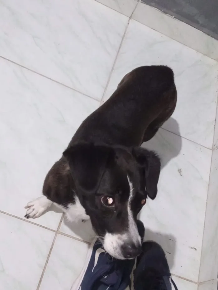 Cachorro raça SRD-ViraLata idade 2 a 6 meses nome negresco