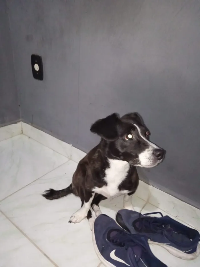 Cachorro raça SRD-ViraLata idade 2 a 6 meses nome negresco
