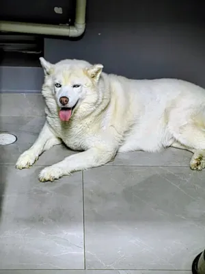 Cachorro raça Husky Siberiano idade 7 a 11 meses nome Hatchi