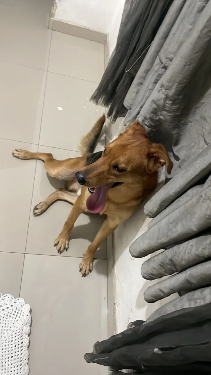 Cachorro raça SRD-ViraLata idade 1 ano nome Apollo