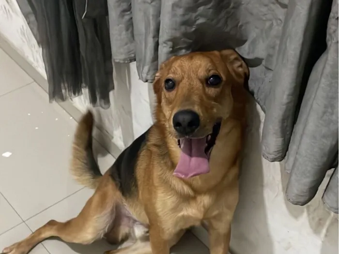 Cachorro raça SRD-ViraLata idade 1 ano nome Apollo