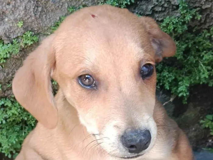 Cachorro raça SRD-ViraLata idade 2 a 6 meses nome Catarina