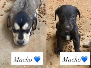 Cachorro raça SRD-ViraLata idade Abaixo de 2 meses nome Sem nome 