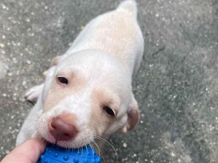 Cachorro raça SRD-ViraLata idade Abaixo de 2 meses nome Branquinho