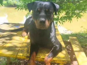 Cachorro raça Rottweiler idade 3 anos nome HULK
