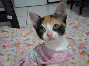Gato raça SRD-ViraLata idade Abaixo de 2 meses nome gatinhos 