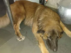 Cachorro raça SRD-ViraLata idade 2 anos nome Betovem