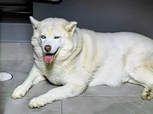 Cachorro raça Husky Siberiano idade 7 a 11 meses nome Hatchi