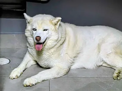 Cachorro raça Husky Siberiano idade 7 a 11 meses nome Hatchi