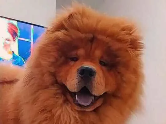 Cachorro raça Chow Chow idade 6 ou mais anos nome Scott