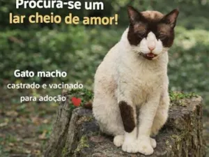 Gato raça SRD-ViraLata idade  nome Luke