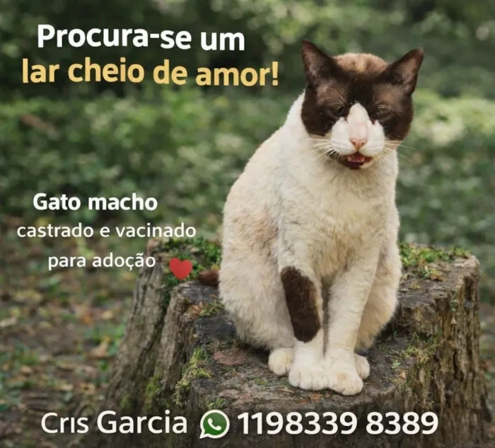 Gato raça SRD-ViraLata idade  nome Luke