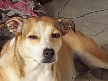 Cachorro raça SRD-ViraLata idade 3 anos nome Amora