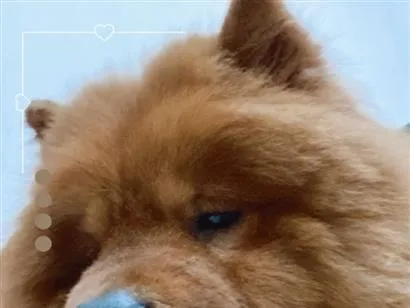 Cachorro raça Rottweiler idade 6 ou mais anos nome Scott 