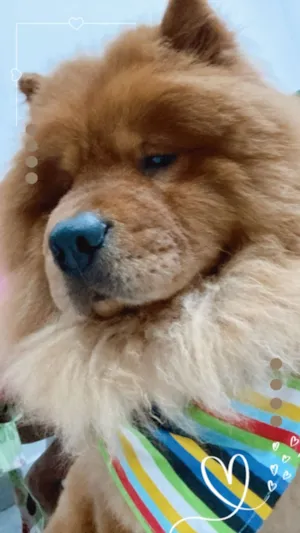 Cachorro raça Rottweiler idade 6 ou mais anos nome Scott 