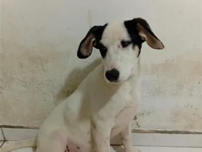 Cachorro raça SRD-ViraLata idade 1 ano nome Jade