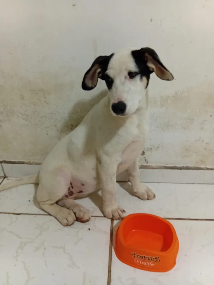 Cachorro raça SRD-ViraLata idade 1 ano nome Jade