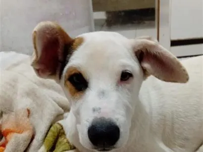 Cachorro raça SRD-ViraLata idade 7 a 11 meses nome Pingo