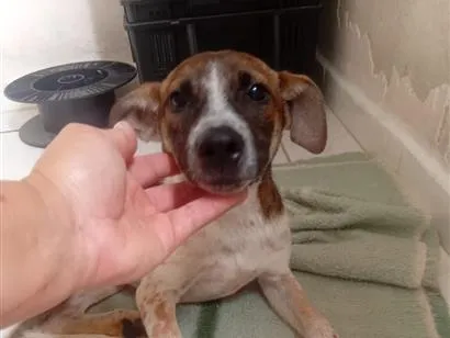 Cachorro raça SRD-ViraLata idade 2 a 6 meses nome Olívia