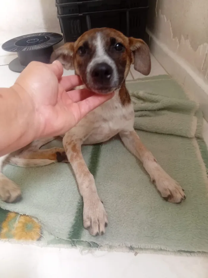 Cachorro raça SRD-ViraLata idade 2 a 6 meses nome Olívia