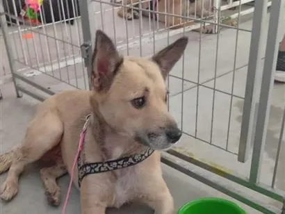 Cachorro raça SRD-ViraLata idade 1 ano nome Toby