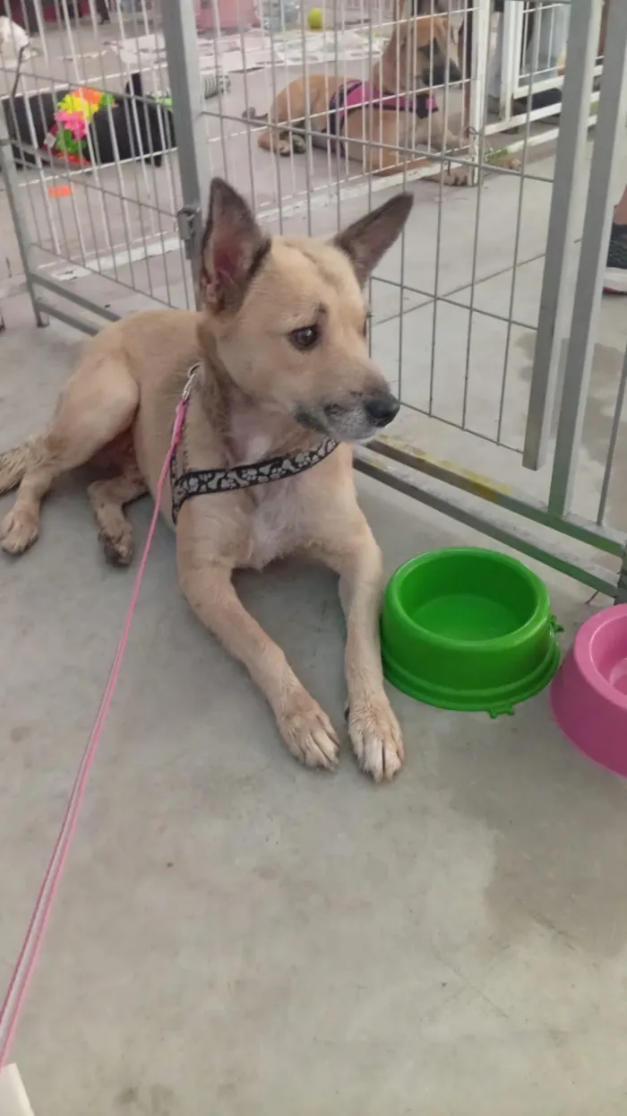 Cachorro raça SRD-ViraLata idade 1 ano nome Toby