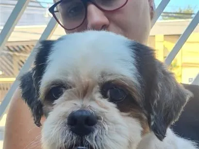 Cachorro raça Shitzu idade 2 anos nome Cheetos