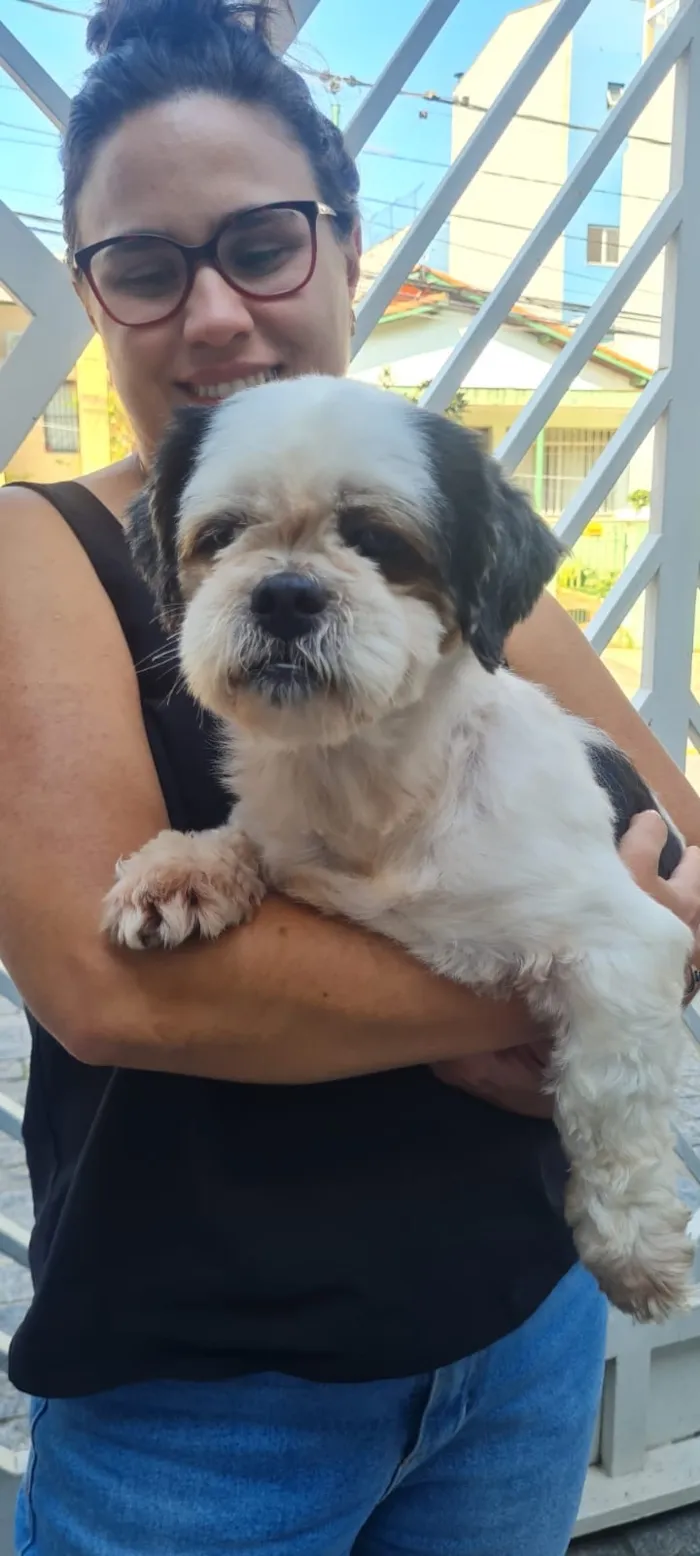 Cachorro raça Shitzu idade 2 anos nome Cheetos