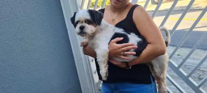 Cachorro raça Shitzu idade 2 anos nome Cheetos