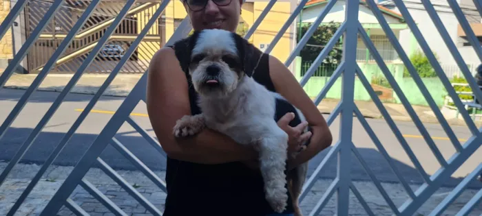 Cachorro raça Shitzu idade 2 anos nome Cheetos