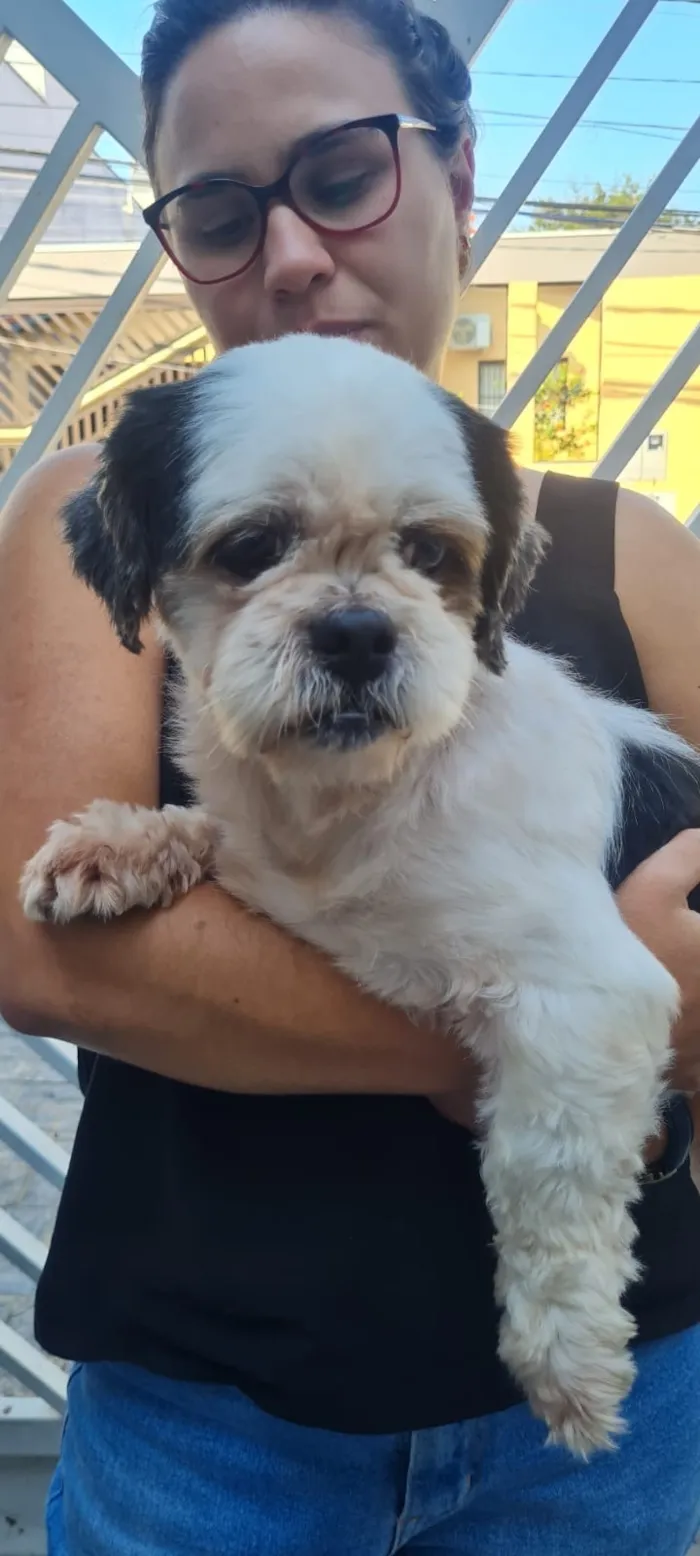 Cachorro raça Shitzu idade 2 anos nome Cheetos