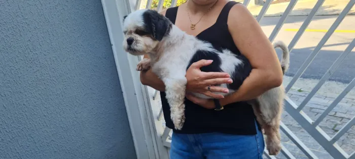 Cachorro raça Shitzu idade 2 anos nome Cheetos