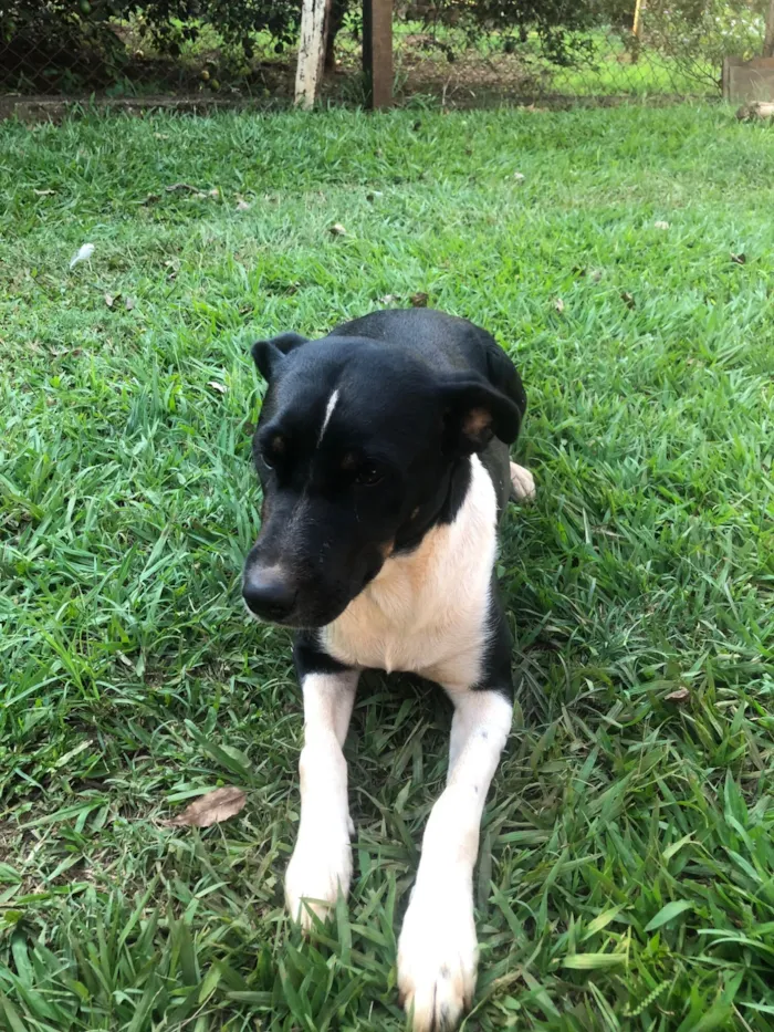 Cachorro raça SRD-ViraLata idade 1 ano nome Nala