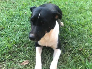 Cachorro raça SRD-ViraLata idade 1 ano nome Nala