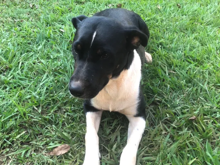 Cachorro raça SRD-ViraLata idade 1 ano nome Nala