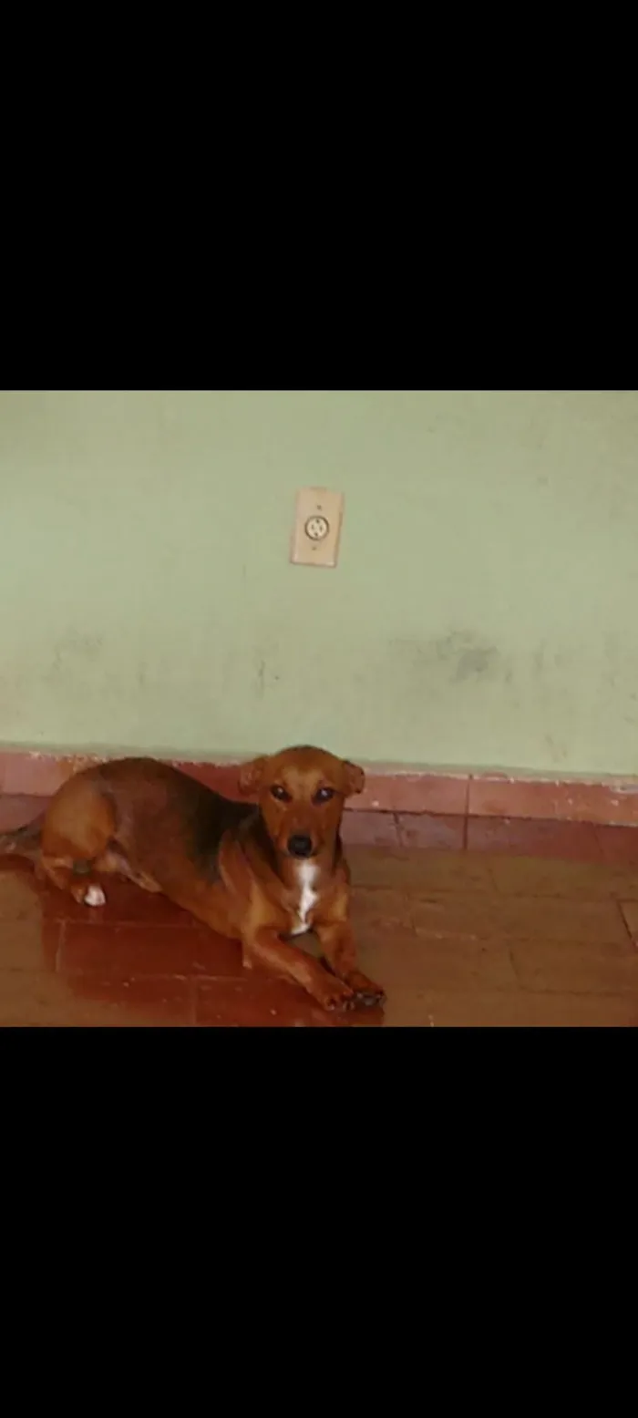 Cachorro raça Basset-Cofap idade 2 a 6 meses nome Bob 