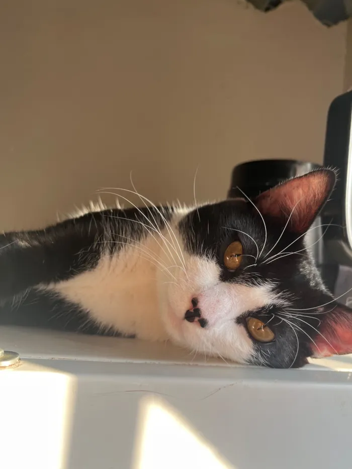 Gato raça SRD-ViraLata idade 1 ano nome Frajola 